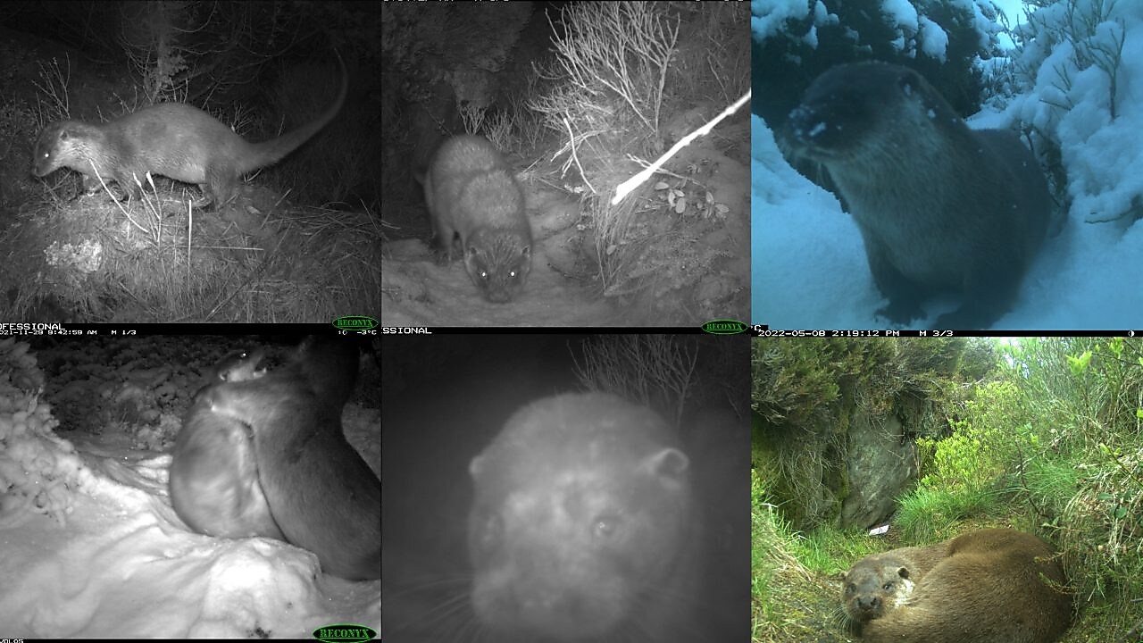 Oter fotografert med NINA sine viltkamera på Nyhamna