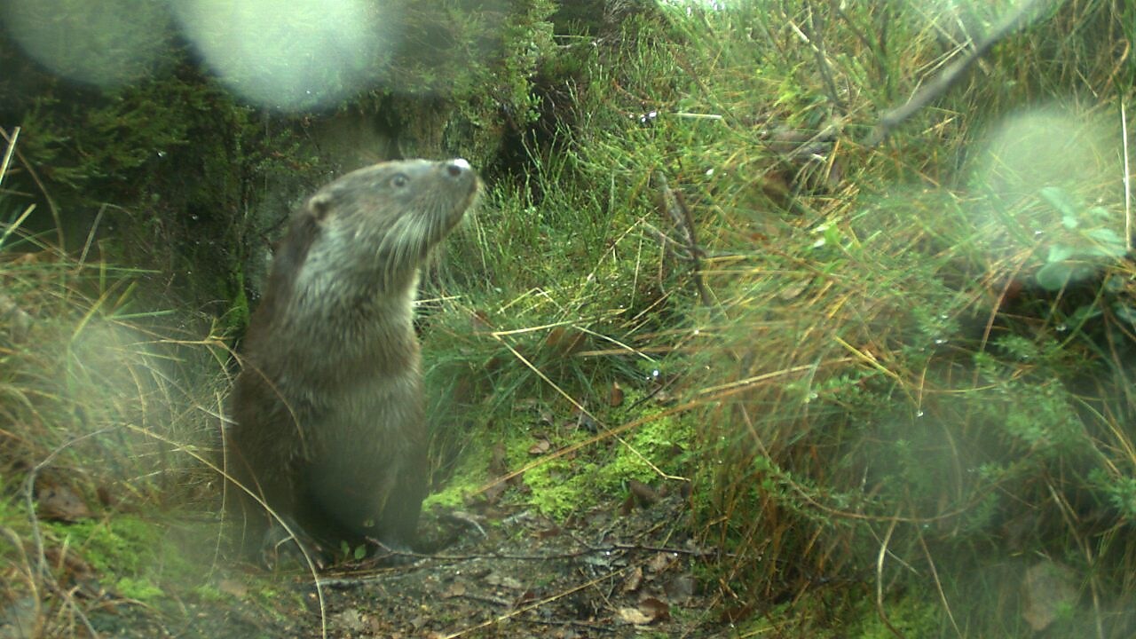 Oter fotografert med NINA sine viltkamera på Nyhamna